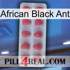 African Black Ant 18